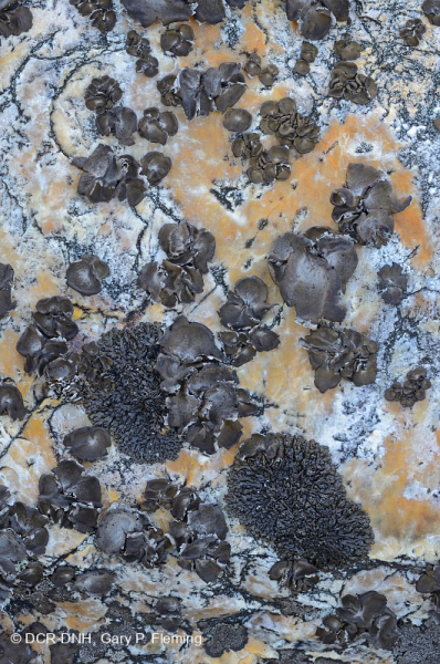 بولدرفيلد بولدرفيلد الحمضية غير الوعائية عالية الارتفاع في وسط الآبالاش - CEGL004389