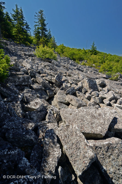 بولدرفيلد بولدرفيلد الحمضية غير الوعائية عالية الارتفاع في وسط الآبالاش - CEGL004389