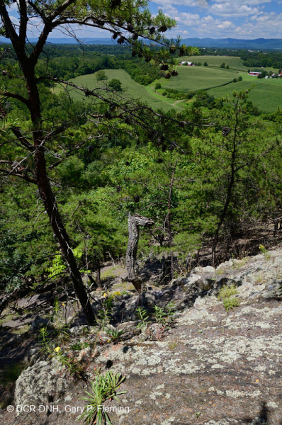 صخر الأبالاش الصخري القاحل الأوسط (النوع الشمالي) - CEGL006288