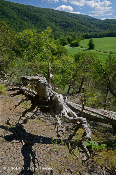 صخر الأبالاش الصخري القاحل الأوسط (النوع الشمالي) - CEGL006288