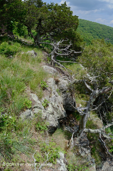 مافيك الأبلاش الوسطى/الجيرية القاحلة الجيرية (نوع الارتفاع المتوسط) - CEGL008529