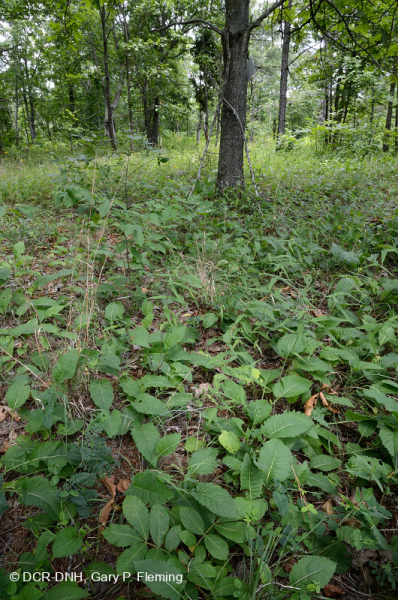 غابات البلوط والجوز الأساسية / السافانا - CEGL003721