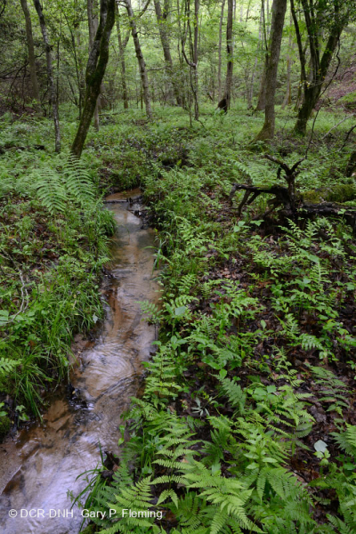 السهول الساحلية/غابات السهول الفيضانية ذات المجاري المائية الصغيرة في بيدمونت - CEGL004418