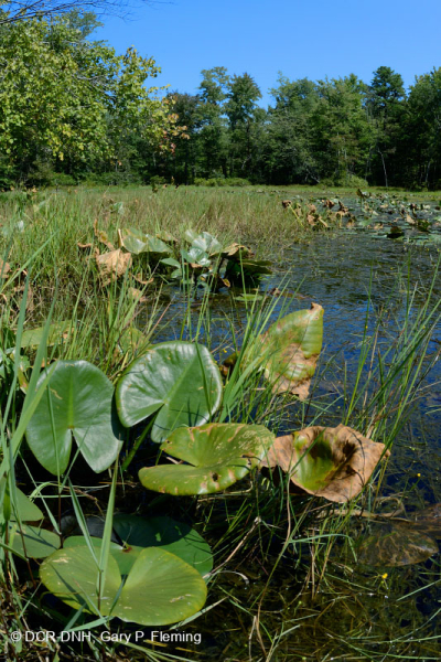 بركة جبال الأبلاش المركزية (نوع بوتونبوش - ثريواي سيدج) – CEGL003746