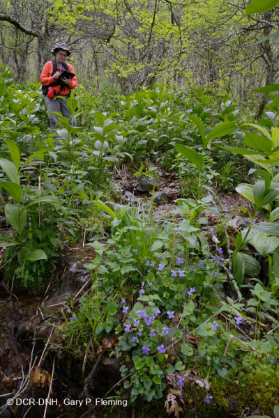 تسرب جنوب جبال الأبلاش الجنوبية المرتفعة (عشبة الجوهرة - نوع النحلة القرمزية) - CEGL004293