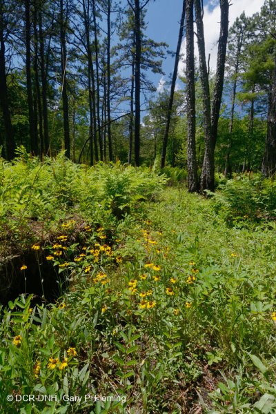الحوض المافيوني الجنوبي بلو ريدج الجنوبي (نوع الأعشاب المنخفضة) - CEGL003917