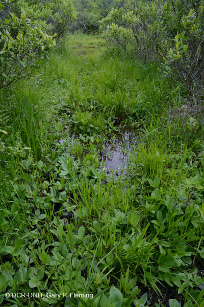 فين بلو ريدج الشمالية بلو ريدج مافيك - CEGL006249