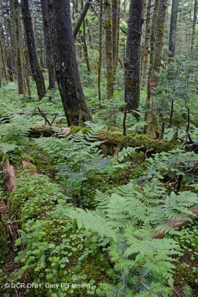 غابة فريزر التنوب - CEGL006049