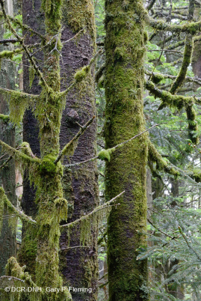 غابة فريزر التنوب - CEGL006049