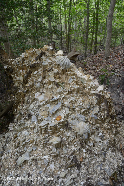 غابة السهول الساحلية الجافة الكلسية الجافة - CEGL007748