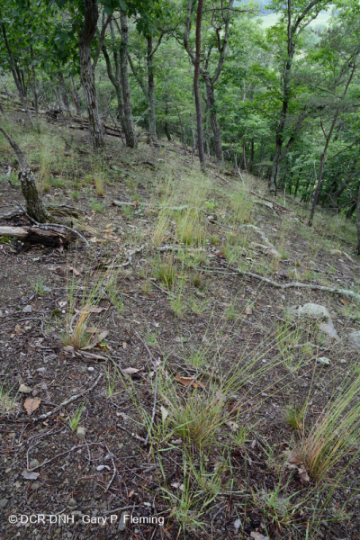 صخر الأبالاش الصخري القاحل الأوسط (النوع الشمالي) - CEGL006288