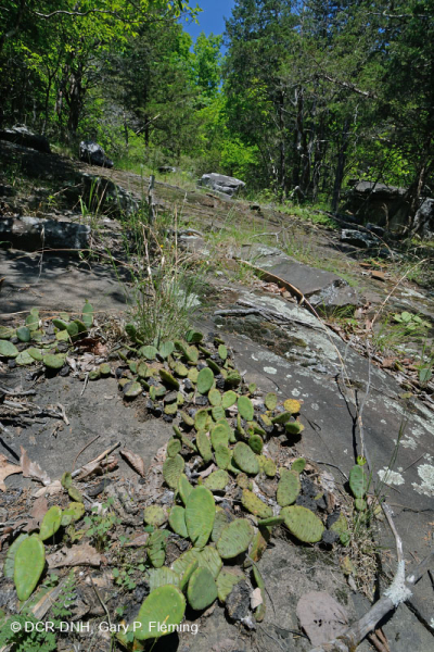 بيدمونت مافيك بارن - CEGL006294