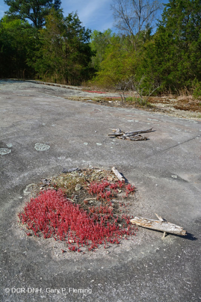 صخر بيدمونت الصخري المسطح الغرانيتي - CEGL003857