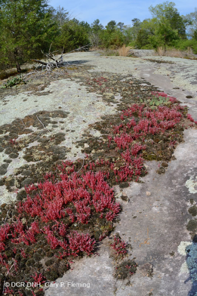 صخر بيدمونت الصخري المسطح الغرانيتي - CEGL003857