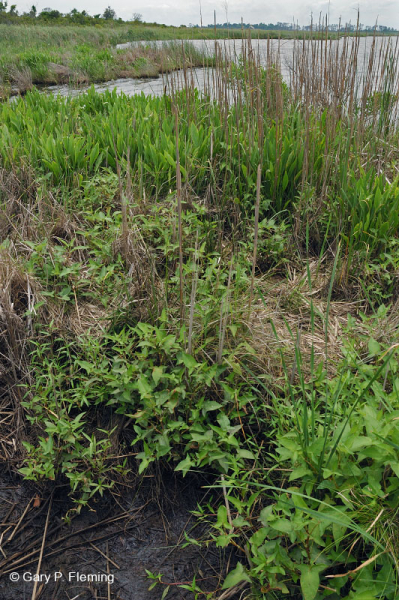 مستنقعات أوليغوهالين المد والجزر (زاحف سبيكروش - نوع رأس السهم ذو اللسان الثور) - CEGL004628