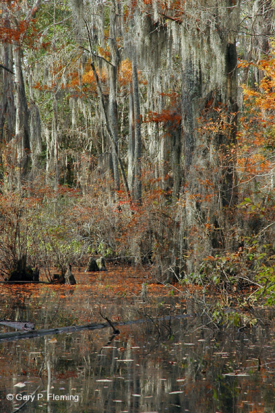 غابة المستنقعات البحرية (نوع السرو الأصلع) - CEGL004079