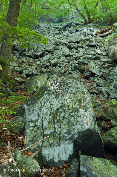 غابة بولديرفيلد الحامضية الحامضية المركزية في الآبالاش - CEGL006565