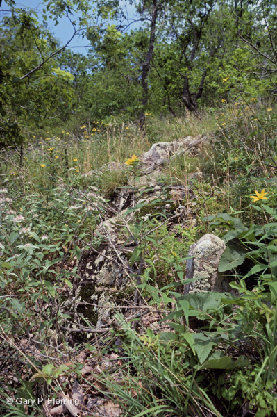 رماد الآبالاش المركزي الأساسي - هيكوري وودلاند - CEGL003683