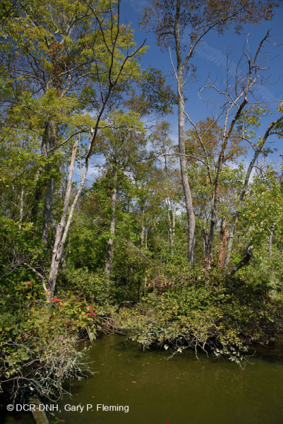 مستنقع الخشب الصلب المد والجزر في المياه العذبة - CEGL006287
