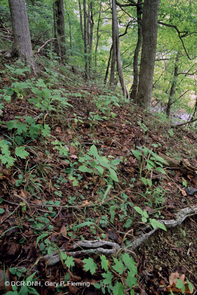 غابة السهول الساحلية الجافة الكلسية الجافة - CEGL007748