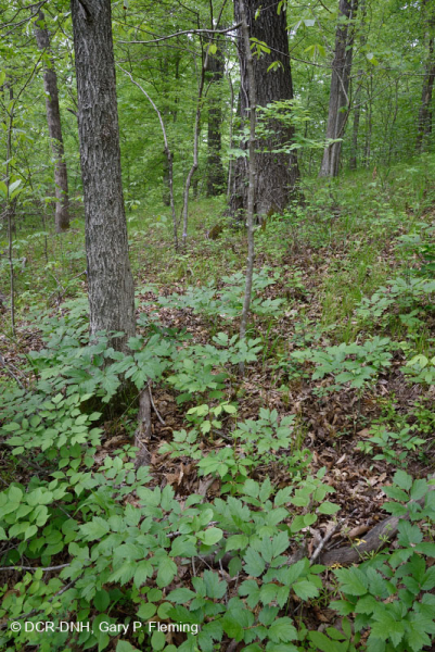 بلوط جنوب بيدمونت الأساسي - غابة هيكوري - CEGL007232