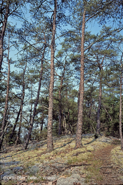 غابات الصخر الجاف الصخري الصخري الوسطى (نوع الصنوبر في فيرجينيا/الأعشاب المتناثرة) - CEGL008525