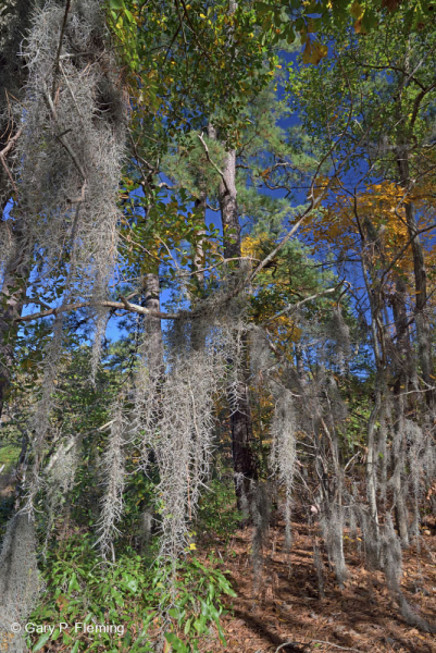 الغابات البحرية النفضية المختلطة النفضية - CEGL007540