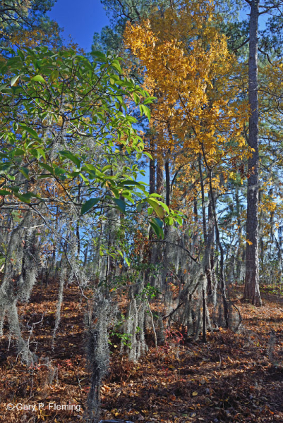 الغابات البحرية النفضية المختلطة النفضية - CEGL007540