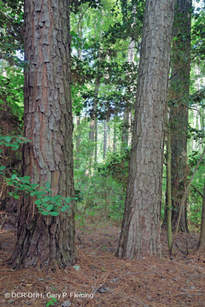 الصنوبر اللوبلي البحري - غابة الخشب الصلب - CEGL006040