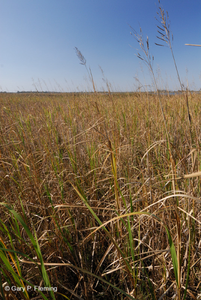 مستنقعات أوليغوهالين المد والجزر (نوع الحبل الكبير) - CEGL007741