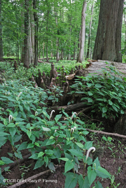 السرو الأصلع - مستنقع توبيلو المختلط المتوسط - CEGL007432