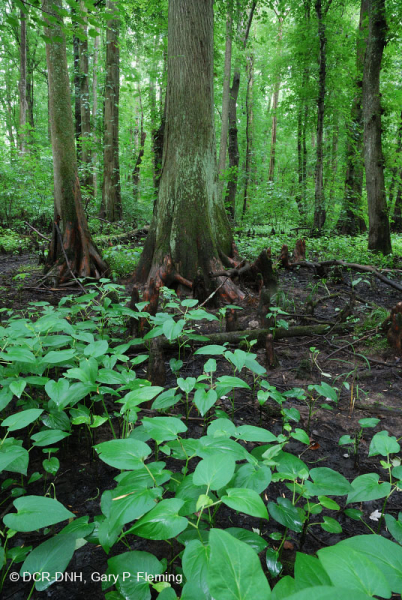 السرو الأصلع - مستنقع توبيلو المختلط المتوسط - CEGL007432