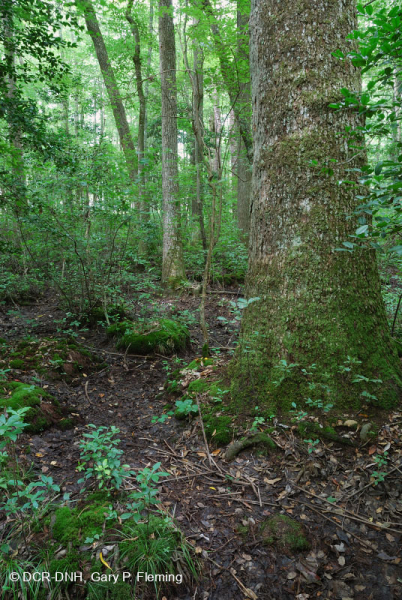 مستنقع السهل الساحلي مستنقع توبيلو بلاك ووتر الساحلي - CEGL007054