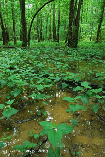 مستنقع السهل الساحلي/سهل بيدمونت الفيضاني (نوع الرماد الأخضر - القيقب الأحمر) - CEGL006606