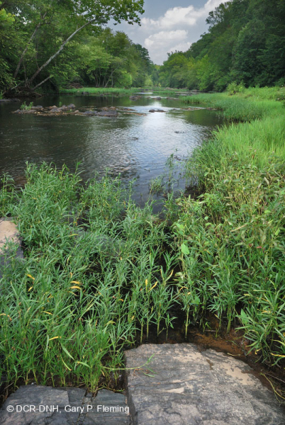 ووتر-ويلو روكي بار وشاطئ ويلو - CEGL004286