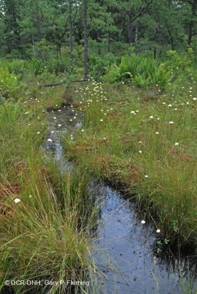 مستنقع صنوبر الآبالاش المركزي - CEGL007056