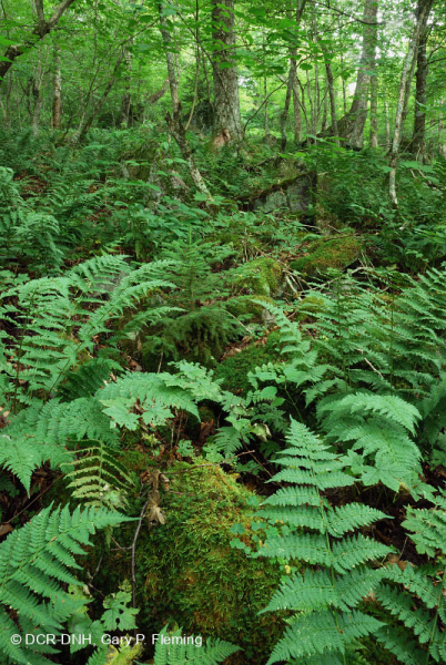 غابات الأبالاش الجنوبية الشمالية الصلبة الشمالية - CEGL007285