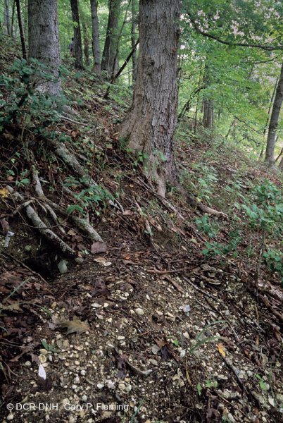 غابة السهول الساحلية الجافة الكلسية الجافة - CEGL007748