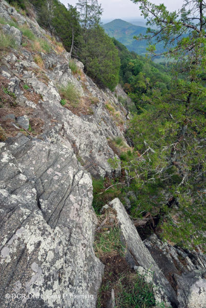جرداء مافيك/كلسي جيري وسط جبال الأبلاش (نوع منخفض الارتفاع) - CEGL006037 (جزئيًا)