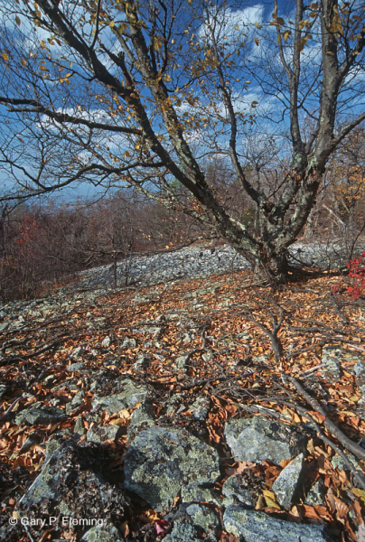 غابة بولديرفيلد الحامضية الحامضية المركزية في الآبالاش - CEGL006565