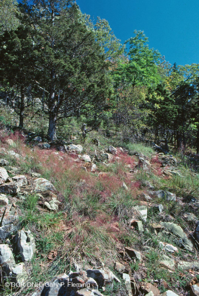 جرداء مافيك/كلسي جيري وسط جبال الأبلاش (نوع منخفض الارتفاع) - CEGL006037 (جزئيًا)