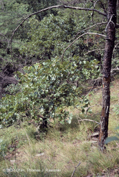 غابات البلوط الجاف في وسط جبال الأبلاش - غابات الصنوبر في Virginia – CEGL008540