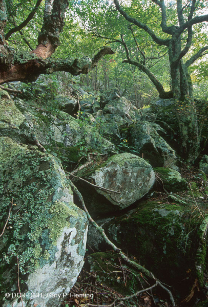 غابات/غابات بولديرفيلد المرتفعة في وسط جبال الآبالاش الوسطى - CEGL008504