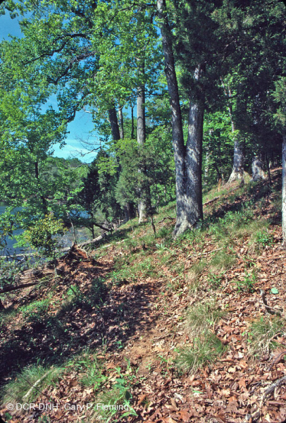 غابة السهول الساحلية الجافة الكلسية الجافة - CEGL007748