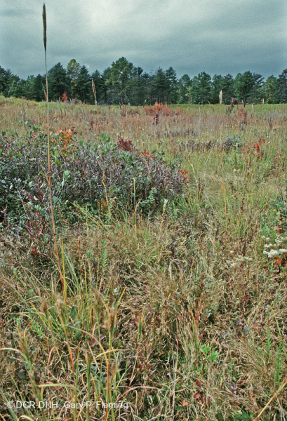 مستنقع السهول الساحلية/مستنقع بيدمونت الخارجي - CEGL006499
