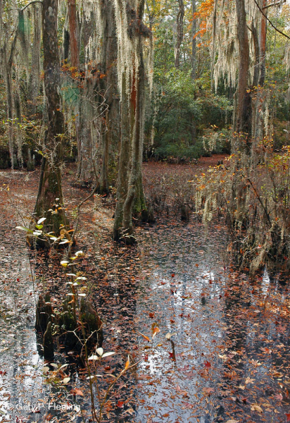 غابة المستنقعات البحرية (نوع السرو الأصلع) - CEGL004079