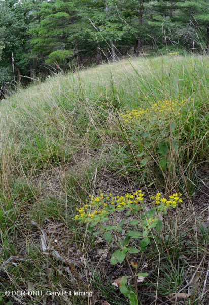 جرداء صخور الأبالاش الوسطى الصخرية القاحلة (نوع الصخر الصخري الأصلع/ نوع البراري) - CEGL008530