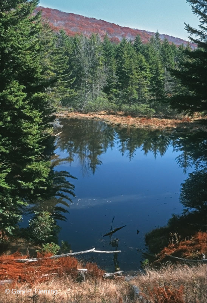 غابة الصنوبر الأحمر الآبالاشي الوسطى - CEGL008501