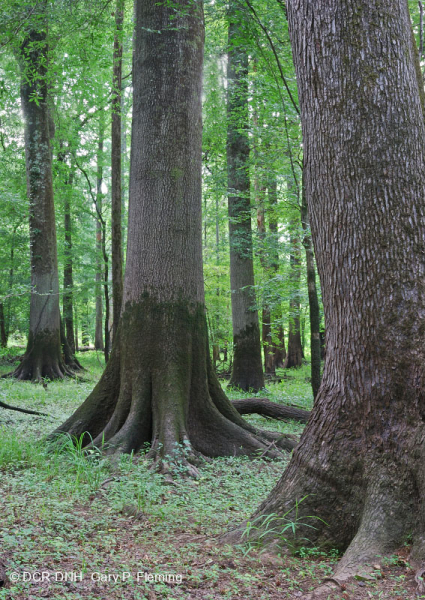 غابة السهول الساحلية القاعية (نوع المصطبة المنخفضة ذات المياه البنية) < CEGL007397