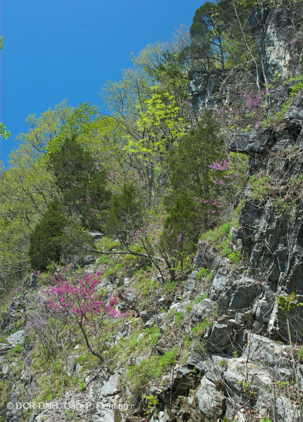 بلوط شينكوابين أبالاشيا الوسطى - غابات البلوط الأحمر الشرقية - CEGL006231